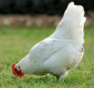 Animals prefer high brix foods