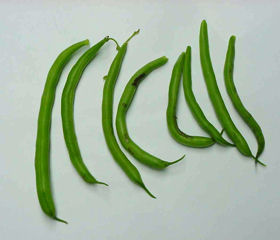 Garden Green Beans