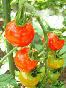 highbrix-gardens-grow-nutrition
